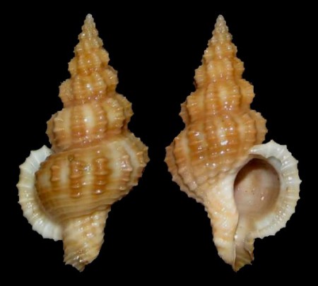 Trajana perideris - Mazatlan, West Mexico - 21.3mm